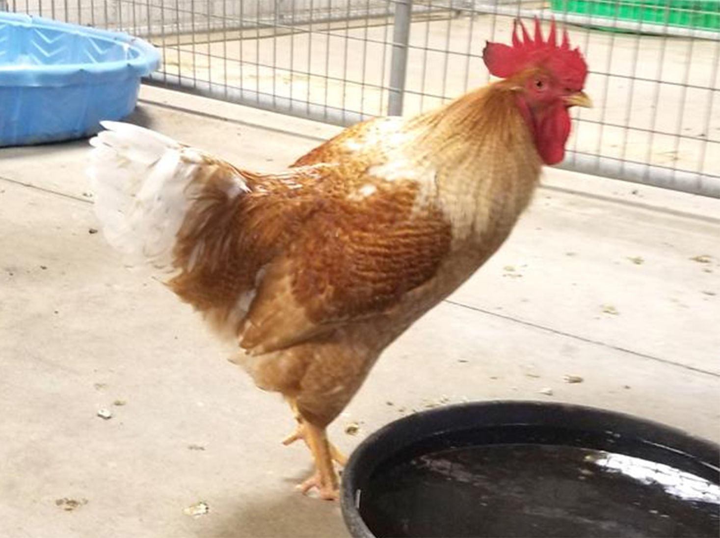 Last week's pet, still available: Johnny Bravo